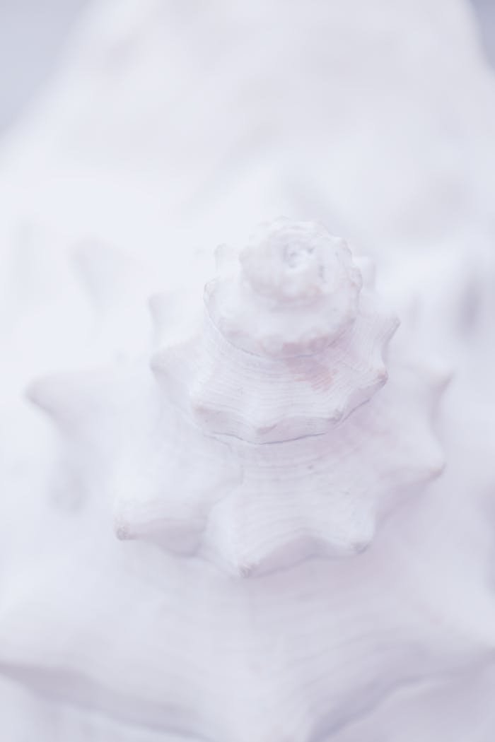High-resolution vertical shot of a white seashell's intricate texture, perfect for design.